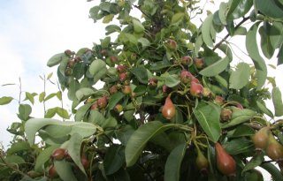 NFO brengt actieplan vorstschade fruit