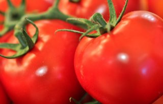 Tomatenoogst%3A+49+kilo+per+Nederlander