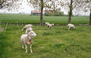 63+schapen+uit+3+weilanden+gestolen