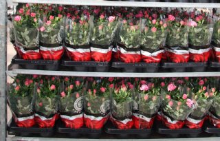 Export bloemen en planten krimpt 2 procent