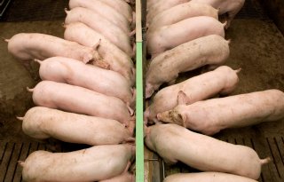 Accon AVM: speel in op cyclische varkensmarkt