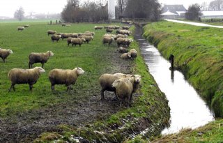 Leverbot nekt meer schapen