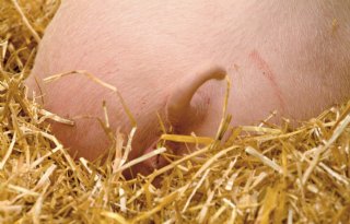 Varkenssector reikt Gouden Krul uit