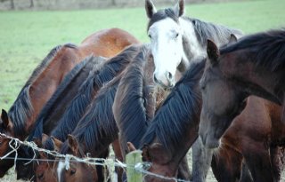 Paarden niet welkom op paardenmarkt