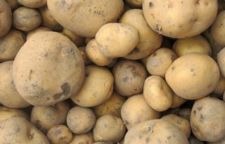 Brits aardappelareaal bijna 122.000 hectare