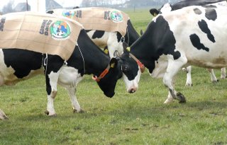 Melkprijs CONO over 2011: € 37,91