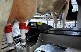 Loeiende koeien, hogere melkgift