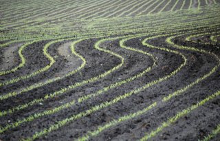 Verbod ggo-maïs Frankrijk valt slecht