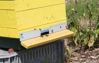 Bijen-actieplan Syngenta en Bayer