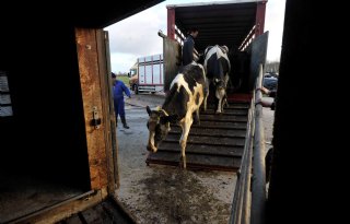 Gronings vee veilig in Buitenpost