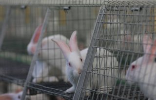 LTO+wil+verbod+konijnendemonstratie