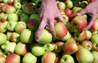 Zuidelijk halfrond: minder peren, meer appels