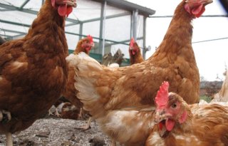 Einde verhoogd risico vogelgriep in België