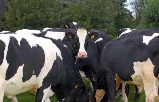 Melkveesector+blij+met+forse+daling+antibiotica