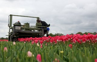 'Roemeense blokkade tulpen lijkt chantage'