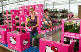 Tuinders veilen Hello Kitty Plant