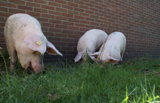Demonstratie tegen komst varkensstallen