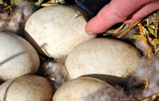 LTO-boeren schudden eieren in Delfland
