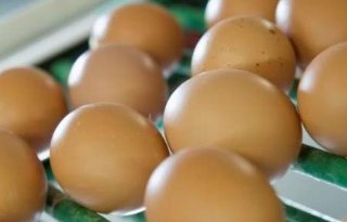 Kamervragen over eieren uit Oekraïne