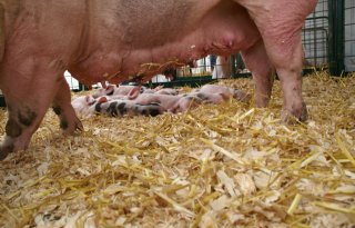 'Tiende varkensrechten naar rundveehouder'