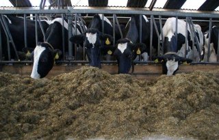 Saldo melkveehouderij stijgt 4.600 euro