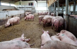 Varkensvleesketen+wil+bredere+steun+EU