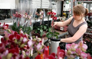 'Orchideeënmarkt vertoont licht evenwicht'