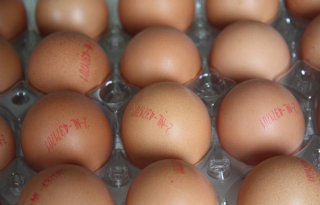 Franse boeren gooien eieren stuk