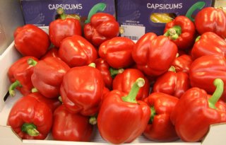 Op korte termijn export paprika's naar China