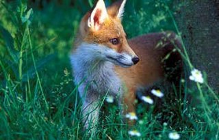 RvS verbiedt nachtelijke vossenjacht