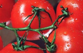 Afzetorganisaties: interventie bij tomaat