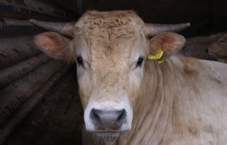 7.000 rundveehouders antibiotica niet op orde