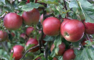 Prognose: herstel appel- en perenoogst