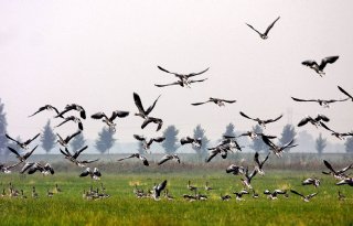 Utrecht: lichte toename aantal ganzen