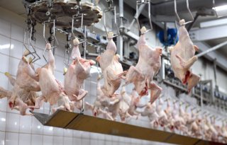 PPE: geen hausse Oekraïens kippenvlees