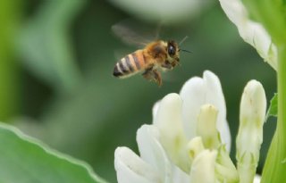 Gebrek aan vlinderbloemigen nekt bijen