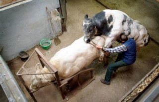 Belgisch witblauw gekruist met Chinese koe