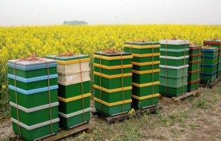 Bijensterfte licht afgenomen