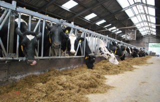 LTO: grens aan intensief melkveebedrijf