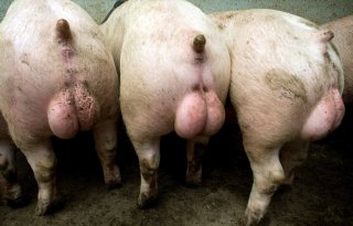 Criteria 'duurzamer varkensvlees'