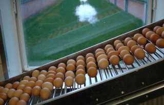 Nederland laagste eierprijs Europa