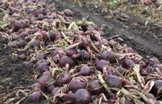 Overaanbod+rode+uien+drijft+totale+voorraad+op