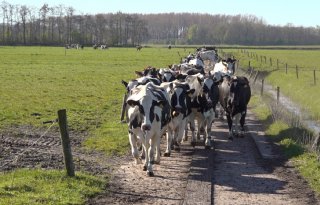 Dutch Dairy Platform helpt melkveehouders met innoveren