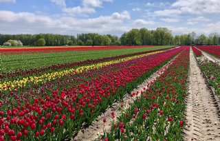 Bollentelers+mogen+dit+seizoen+Movento+inzetten+tegen+tulpengalmijt