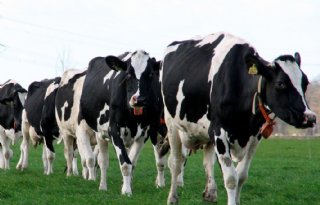 Waarom daalt het melkvetgehalte in het voorjaar?