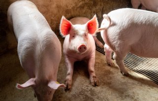 Varkens- en biggenmarkt kabbelen rustig door