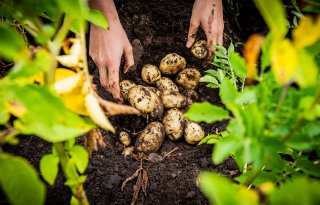 In droog jaar hogere aardappelopbrengst in agroforestry