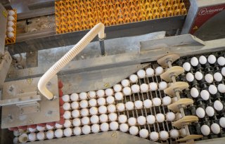 Eierprijzen dalen stevig, maar zijn nog altijd erg hoog
