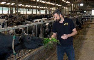 Koeien van Slob gaan vers gras eten uit vertical farm