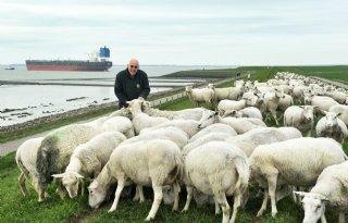 Vruchtbaar schaap past prima tussen zeedijk en aardappelen